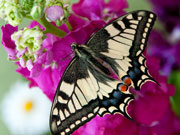 Motyl Motyl Paź Królowej